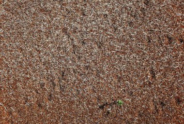 tarımsal atık madde tarlalarda üst görünüm hasat sonra