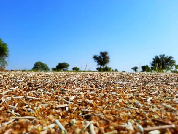 Resíduos Agrícolas Campos Após Colheita Culturas — Fotografia de Stock