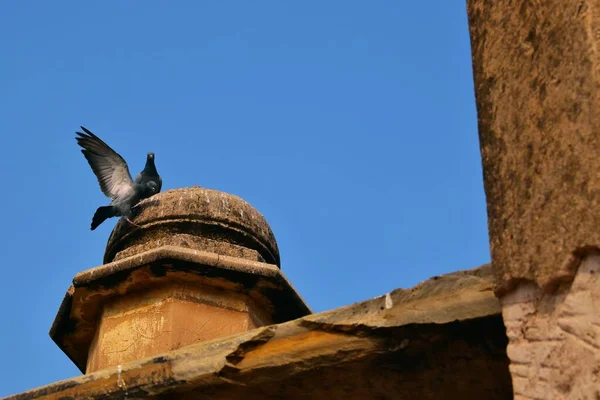 İki güvercin eski tarihi duvarda Kanatları havada ve uçuyor