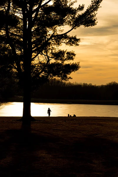 çam ağacı silueti