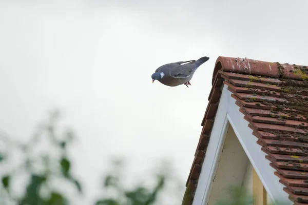 Streamlined wild wood pigeon tucks in wings as it jumps off the mossy red tiles of a rural house. Plain grey sky background, copy space left hand side