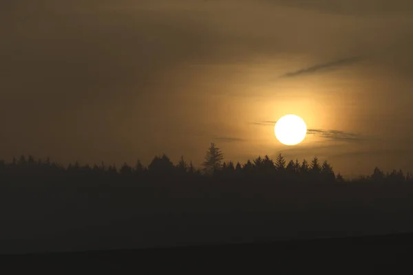 Horizontal Landscape Line Coniferous Trees Horizon Bright Golden Setting Sun — Stock Photo, Image