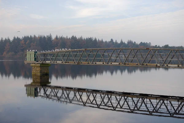 Iron and steel jetty over calm water at redmires reservoirs. Large group of white birds settle on it, reflected in the water, forest background