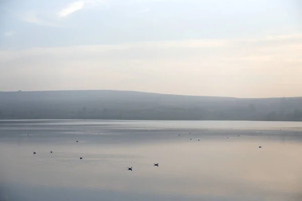 Lots Copy Space Atmospherically Hazy Image Many Birds Sitting Calm — Stock Photo, Image