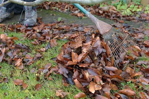 Eine Alte Verrostete Metallharke Schleppt Ein Bündel Feuchten Herbstlaubs Über Stockbild