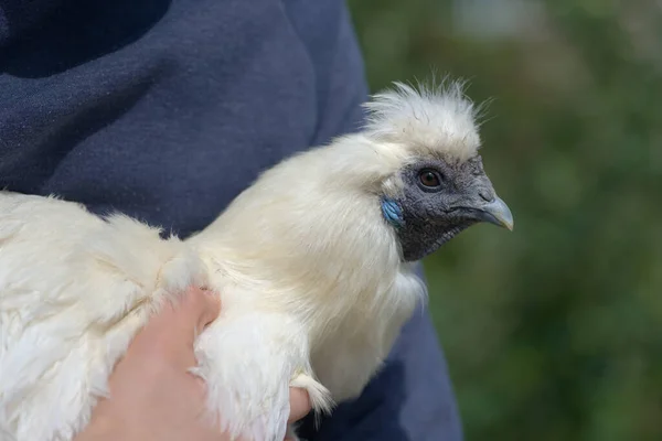 Fine White Feathers Face Silkie Chicken Shown She Held Her — Stock Photo, Image