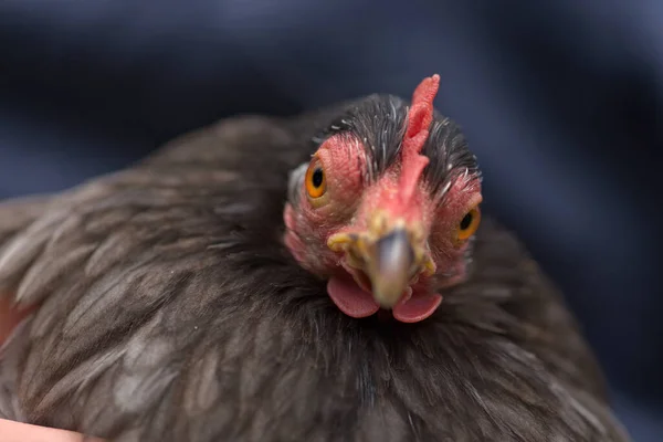 Selektivt Fokus Ansiktet Denna Sällskapsdjur Grå Pekin Bantam Kyckling Höna — Stockfoto