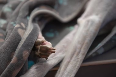 Kurtarılmış bir tazının ön ayakları ve arka pençeleri. Kısmen tüylerden yapılmış gri ve mavi yumuşak bir köpek battaniyesiyle kaplıydı. Ev içi rahatlık