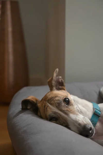 Primer Plano Vertical Cara Galgos Rescatados Adorable Pero Llamativo Ojo — Foto de Stock