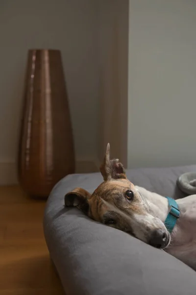 Gran Ojo Marrón Resplandece Mientras Este Perro Rescate Galgo Mascota — Foto de Stock