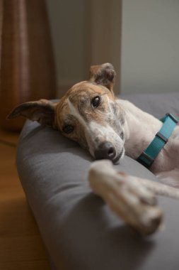Evcil tazının büyük kulakları, rahat bir köpek yatağında yan yatarken çırpınıyor. Sıcak bir iç renk tonu ve ev ortamlı dikey görüntü.
