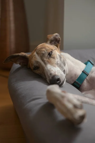 Perro Rescate Una Mascota Galgo Cierra Lentamente Los Ojos Mientras — Foto de Stock