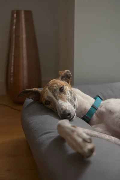 Retrato Vertical Medio Una Gran Mascota Galgo Reclinada Lujosa Cama — Foto de Stock