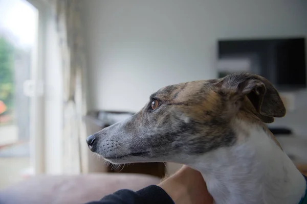 Una Mascota Galgo Adoptada Domesticada Mira Hacia Jardín Través Las — Foto de Stock