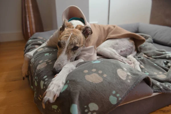 Wide angle image of a large pet greyhound dog wearing pyjamas. White and brindle fur matches well with the teal and orange color scheme.