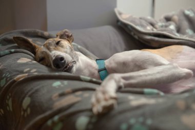 Köpek battaniyeleri ve köpek yatağı, pençelerini uzatarak yan yatarken bu büyük, evlat edinilmiş tazıyı destekliyor. Bu cins için karakteristik şekerleme..