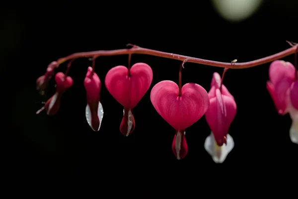 Vibrant Pink Heart Shaped Flowers Isolated Black Background Perfect Love — стоковое фото