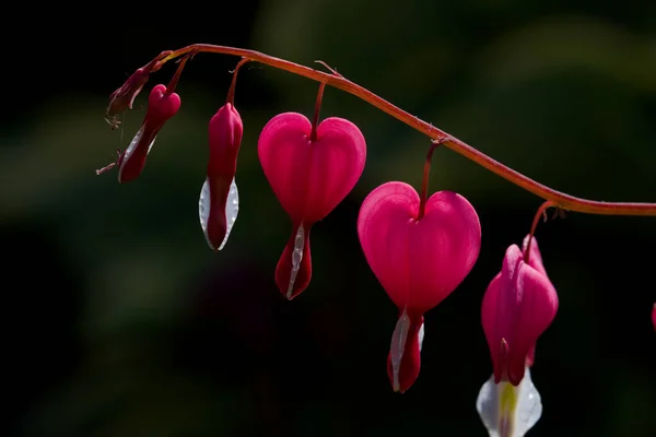 Zartes Und Schönes Ende Eines Zweiges Blutender Herzblumen Formal Als Stockbild