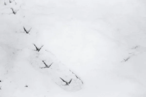 Frischer Fasanenvogelpfad Schnee Die Fußabdrücke Der Vögel Befinden Sich Auf — Stockfoto