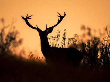 Endülüs 'te gündoğumunda arka planda kalan geyik