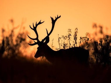 Endülüs 'te gündoğumunda arka planda kalan geyik