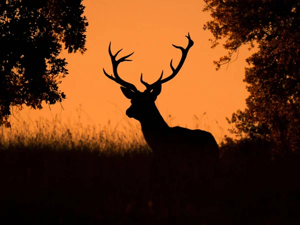 Cerf Rétro Éclairé Lever Soleil Andalousie — Photo