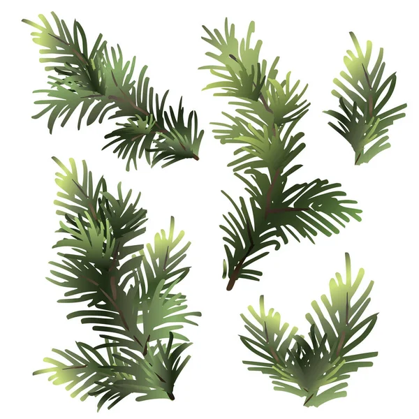 Ramas de abeto establecidas. Elementos decorativos para el diseño navideño. — Vector de stock