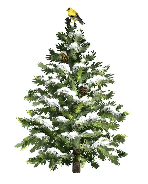 Karlı çam ağacı, külahlı ve kuşlu. Buzlu Noel ağacı. Gerçekçi çam ağacı. Vektör illüstrasyonu.