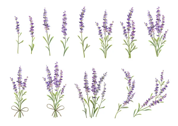 Razze di set di lavanda. Illustrazione colorata vettoriale — Vettoriale Stock