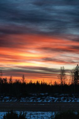 İskandinav çam ağaçları üzerinde son derece kırmızı turuncu güneş doğuşunun dikey fotoğrafı, tamamen sakin hava, ufuk çizgisinde orman silueti, dondurucu kış sabahı. Kuzey İsveç