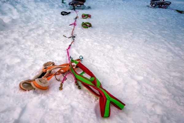 Hundebrustband Zum Rodeln Das Allein Auf Dem Schnee Liegt Und — Stockfoto