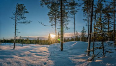 İskandinav kış çam ağacı ormanında gün batımı çok sakin bir hava, ağaçların tepesinde güneş ışınları parlıyor. Alçak kırmızı güneş tarafından ortaya çıkarılan çok taze kar. Kutupaltı manzarası. Laponya, İsveç