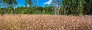 Yaz ormanlarında altın tüylü otlarla dolu güzel bir manzara, beyaz bulutlu mavi gökyüzü. Sıcak gün, durgun hava, doğa kavramı..