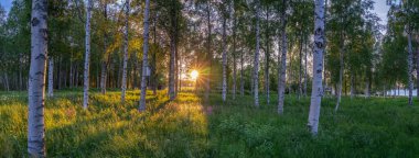 Akşam güneşinin manzarası, İsveç kırsalındaki huş ağaçlarının arasında parıldar. Ağaç gövdelerinde, çiçeklerde ve yeşil çimenlerde sıcak altın ışınlar parıldar. Uzun gölgeler. İsveç.