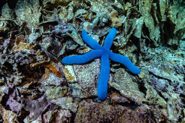 Bardzo Bliskie Zdjęcie Kolorowego Dużego Błękitnego Morza Gwiazdy Dnie Rafy — Zdjęcie stockowe