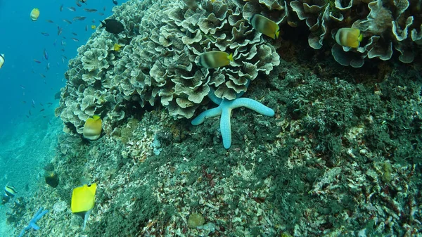 Farbenfroher Großer Lebender Hellblauer Seestern Liegt Seitlich Korallenriff Unter Blattkorallen — Stockfoto