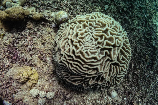 Closeup photo of light brown grooved brain coral at side of coral reef, very round form. Picture taken during Scuba dive in warm tropical sea of Indonesia, Bali. Top view