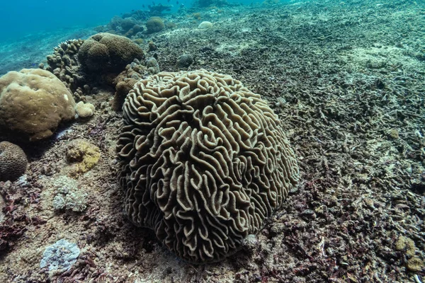 Açık kahverengi yivli beyin mercanı ve deniz dibinde bir sürü ölü mercan var. Fotoğraf, Endonezya, Bali 'deki sıcak tropikal deniz dalışı sırasında çekildi. Yan görünüm