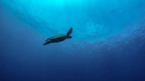 Tortue Mer Verte Est Remontée Surface Pour Respirer Partir Fonds — Photo