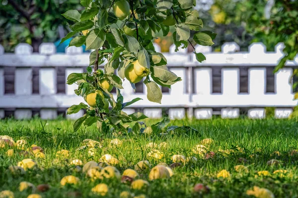 Niedrig Hängender Apfelbaumzweig Mit Vielen Umgefallenen Äpfeln Grünen Gras Weißer — Stockfoto