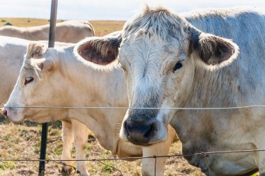Çiftlik çitlerinin arkasındaki Charolais sığır standı, İsveç 'in kırsal kesimlerinde güneşli otlaklarda otlayan kameraya bakıyor, kırsal bir bölgede yaz manzarasında nazik çiftlik hayvanlarını canlandırıyor.