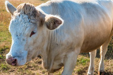Beyaz ışık kaplı inek, güneşli yeşil bir çayırda duruyor, sakince yan tarafa bakıyor yaz çimenleri ve kırsal kesimde huzur içinde sakin bir ifadeyle.