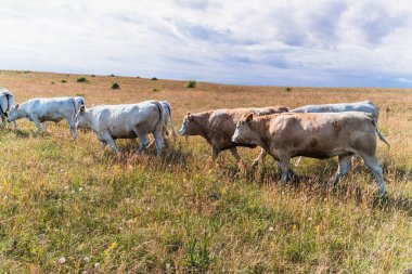 Kırsal alanda bulutlu bir gökyüzü altında, geniş, altın renkli bir çayırda ilerleyen sığır sürüsü sürdürülebilir çiftlik hayvancılığı ve doğal otlakları gösteriyor.