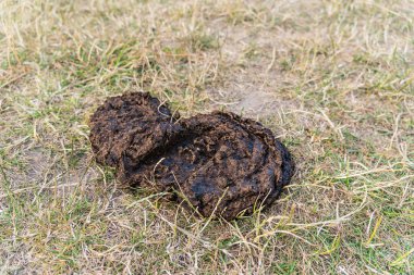 Kuru otların üzerinde çürüyen taze inek gübresi besin salgılar ve toprağı organik gübre olarak zenginleştirir kırsal alanda gübre üreterek doğal gübrelemeyi ön plana çıkarır.