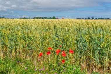 Kırmızı gelincik çiçekleri yeşil ve altın buğday tarlasına canlı bir aksan katıyor Skane kırsalındaki açık bir gökyüzünün altında, tarım ve doğayı dengeleyerek.