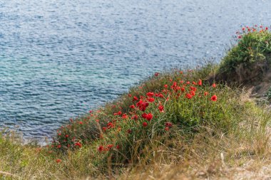 Parlak kırmızı gelincik çiçekleri yeşil çimenli bir uçurumda bol bol çiçek açar. Güzel, güneşli bir günde, denizin ışıldayan mavi sularına doğru çağlayarak ilerler.
