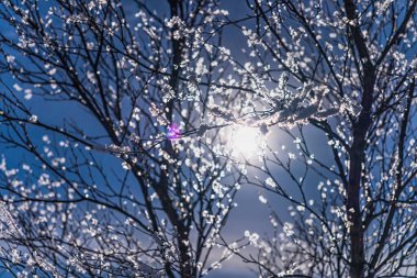 Ağaç dalları pırıl pırıl kıpkırmızı ve buz kristalleriyle dolu. Güneş doğarken ya da batarken güzel bir kış sahnesi yaratırlar. Derin mavi gökyüzüne karşı yumuşak güneş ışığını yakalarlar.