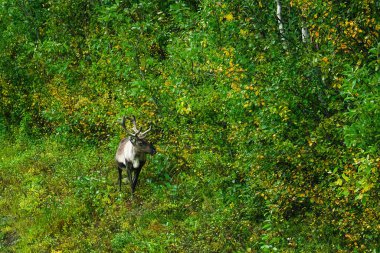 Boynuzlu ren geyikleri yoğun yeşil yapraklarda geziniyor ve ince sarı yapraklar, doğayı, vahşi yaşamı ve kuzey İskandinavya 'nın sakin ortamını sembolize ediyor.