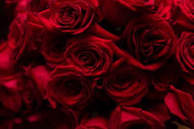 Doğal kırmızı güllerin arka plan görüntüsü. Bir buket kırmızı gül. Kocaman kırmızı güller. Kırmızı gül arkaplanından renkli çiçek buketi.