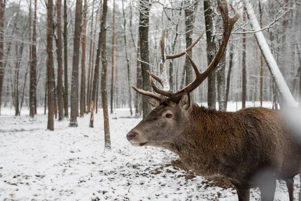 deer male in winter snow forest. Square image. Noble deer male in winter snow forest.